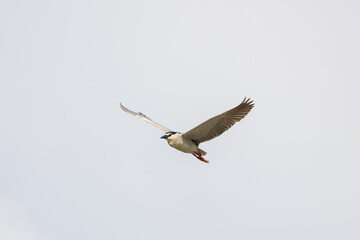 Black Crowned Night Heron bird flying with wings spread in Penang Malaysia