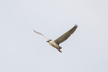 Black Crowned Night Heron bird flying with wings spread in Penang Malaysia