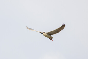 Obraz premium Black Crowned Night Heron bird flying with wings spread in Penang Malaysia