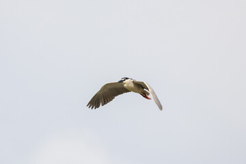 Black Crowned Night Heron bird flying with wings spread in Penang Malaysia