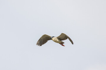Black Crowned Night Heron bird flying with wings spread in Penang Malaysia