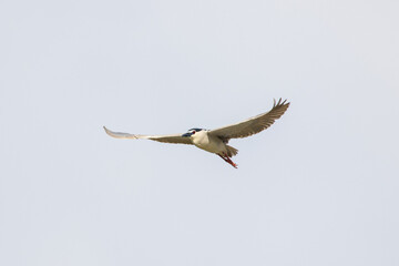 Obraz premium Black Crowned Night Heron bird flying with wings spread in Penang Malaysia