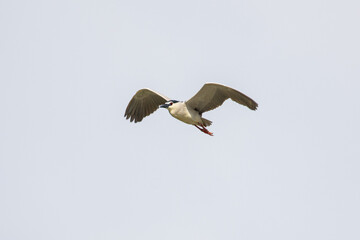 Black Crowned Night Heron bird flying with wings spread in Penang Malaysia