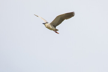 Black Crowned Night Heron bird flying with wings spread in Penang Malaysia