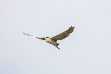 Black Crowned Night Heron bird flying with wings spread in Penang Malaysia