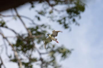 Black Crowned Night Heron bird flying with wings spread in Penang Malaysia
