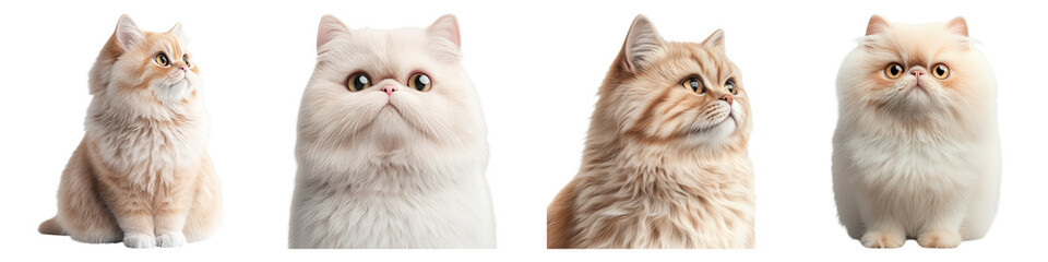 Fluffy Persian Cat in Soft Pastel Watercolor Tones