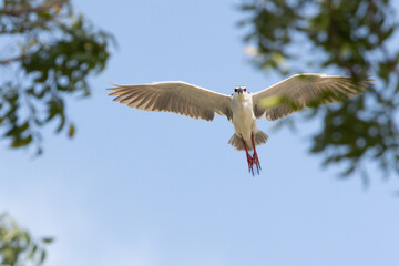 Black Crowned Night Heron bird flying with wings spread in Penang Malaysia