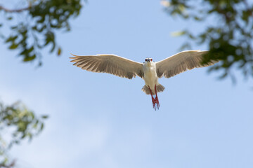Black Crowned Night Heron bird flying with wings spread in Penang Malaysia