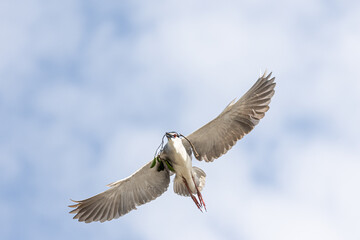 Black Crowned Night Heron bird flying with wings spread in Penang Malaysia