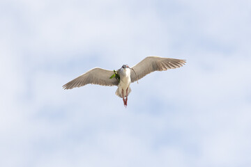 Black Crowned Night Heron bird flying with wings spread in Penang Malaysia