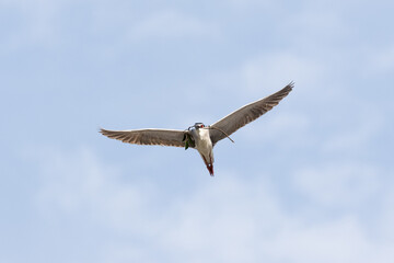 Black Crowned Night Heron bird flying with wings spread in Penang Malaysia