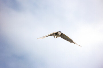Obraz premium Black Crowned Night Heron bird flying with wings spread in Penang Malaysia