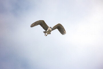 Black Crowned Night Heron bird flying with wings spread in Penang Malaysia