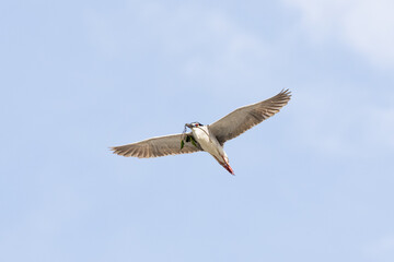 Black Crowned Night Heron bird flying with wings spread in Penang Malaysia