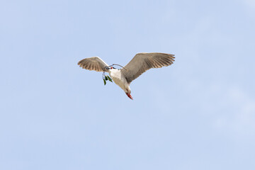 Black Crowned Night Heron bird flying with wings spread in Penang Malaysia
