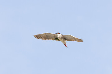 Fototapeta premium Black Crowned Night Heron bird flying with wings spread in Penang Malaysia