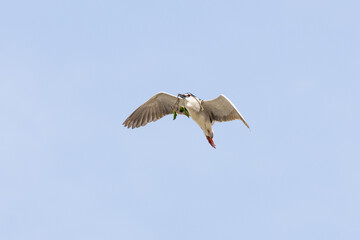 Black Crowned Night Heron bird flying with wings spread in Penang Malaysia