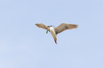 Black Crowned Night Heron bird flying with wings spread in Penang Malaysia