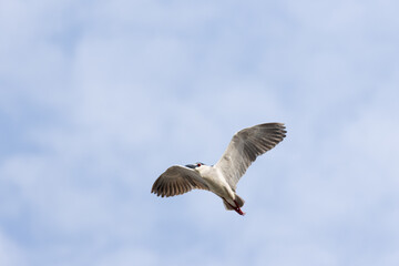 Black Crowned Night Heron bird flying with wings spread in Penang Malaysia