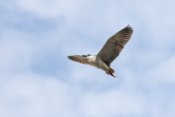 Fototapeta premium Black Crowned Night Heron bird flying with wings spread in Penang Malaysia