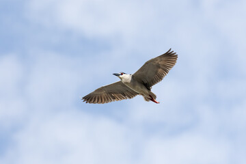 Black Crowned Night Heron bird flying with wings spread in Penang Malaysia
