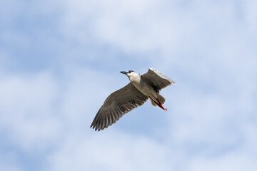 Black Crowned Night Heron bird flying with wings spread in Penang Malaysia