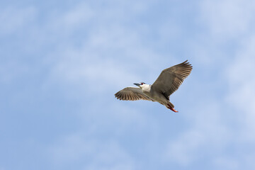 Black Crowned Night Heron bird flying with wings spread in Penang Malaysia