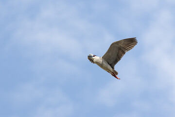 Black Crowned Night Heron bird flying with wings spread in Penang Malaysia