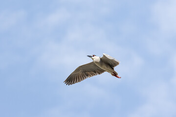 Black Crowned Night Heron bird flying with wings spread in Penang Malaysia