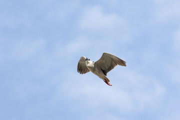 Black Crowned Night Heron bird flying with wings spread in Penang Malaysia