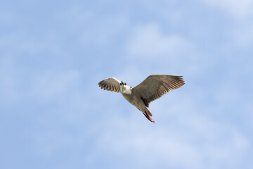 Black Crowned Night Heron bird flying with wings spread in Penang Malaysia