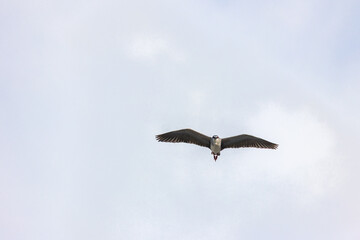Black Crowned Night Heron bird flying with wings spread in Penang Malaysia