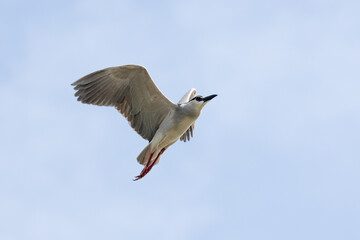 Black Crowned Night Heron bird flying with wings spread in Penang Malaysia