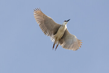 Black Crowned Night Heron bird flying with wings spread in Penang Malaysia