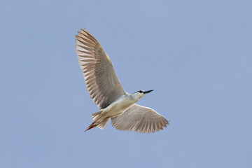 Black Crowned Night Heron bird flying with wings spread in Penang Malaysia