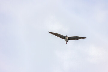 Black Crowned Night Heron bird flying with wings spread in Penang Malaysia