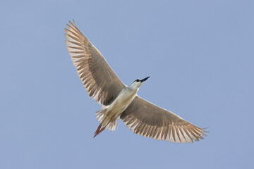 Black Crowned Night Heron bird flying with wings spread in Penang Malaysia