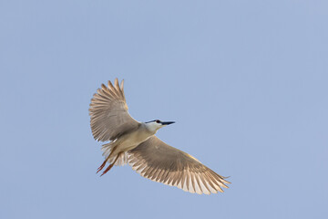 Black Crowned Night Heron bird flying with wings spread in Penang Malaysia