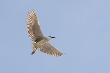 Black Crowned Night Heron bird flying with wings spread in Penang Malaysia