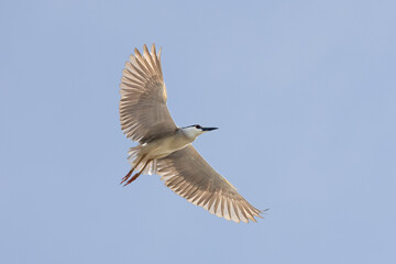 Black Crowned Night Heron bird flying with wings spread in Penang Malaysia