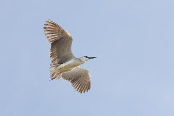 Black Crowned Night Heron bird flying with wings spread in Penang Malaysia