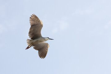 Black Crowned Night Heron bird flying with wings spread in Penang Malaysia