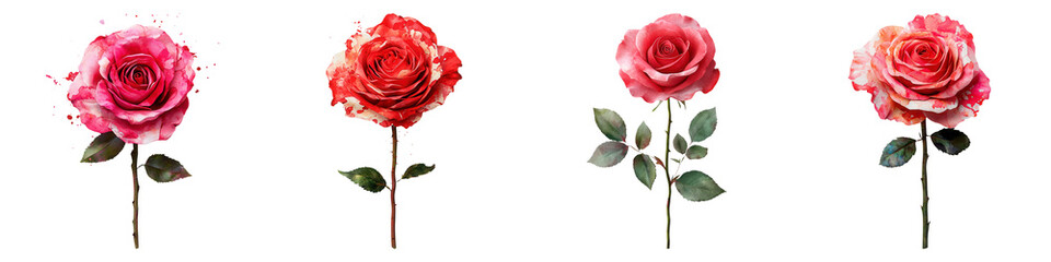 Obraz premium Gracefully Wilting Rose in Artistic Watercolor Style