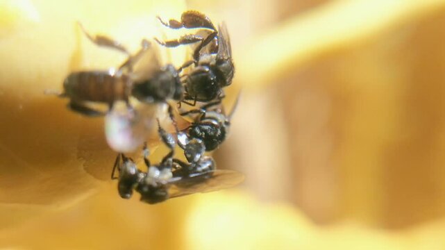 The trigonal kelulut bee extracts husks from coconuts