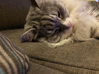 Sleeping grey and white tabby siberian cat