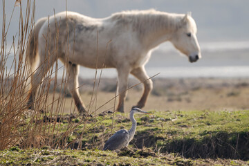 Grey heron (Ardea cinerea) with a Camargue horse in background. Isonzo river mouth nature reserve,...