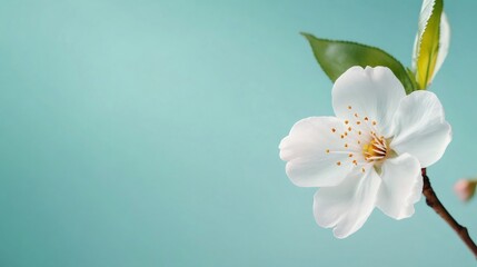 Fototapeta premium White cherry blossom blooming on a pastel mint green background