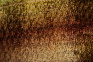 close up of perch fish skin scales