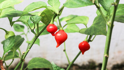 Organic Red and Yellow Biquinho chili Peppers on the Tree, Sweet pepper drops grow in a organic vegetable garden in summer. 